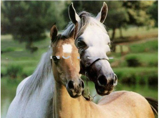 Green Background Two Horses Canvas Abstract Oil Paintings