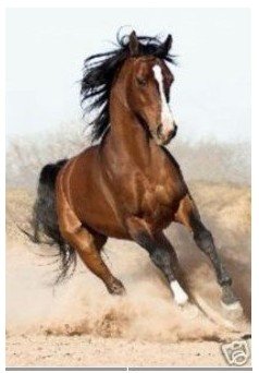 Handprinted Art Repro "Horse" 24x36 Inch Guaranteed 100% Abstract Oil Paintings