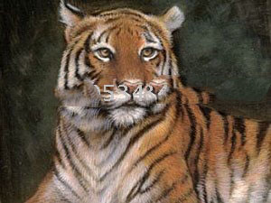 Realist Oil Paintings on Canvas Framed 30 x 40" Tiger