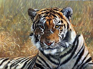 Grass Background A Tiger Canvas Realist Oil Paintings