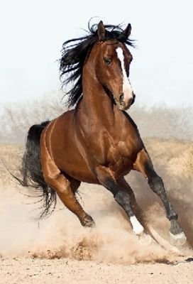 Lifelike Wonderful 100% Handmade Canvas Horse Realist Oil Paintings