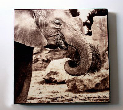 Large Elephant Frameless Light Gray Background Animal Oil Paintings