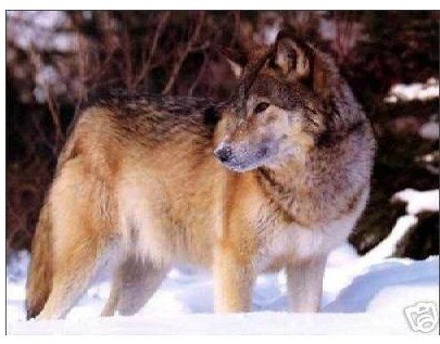 Gray Wolf Snowfield Background Board Animal Oil Paintings