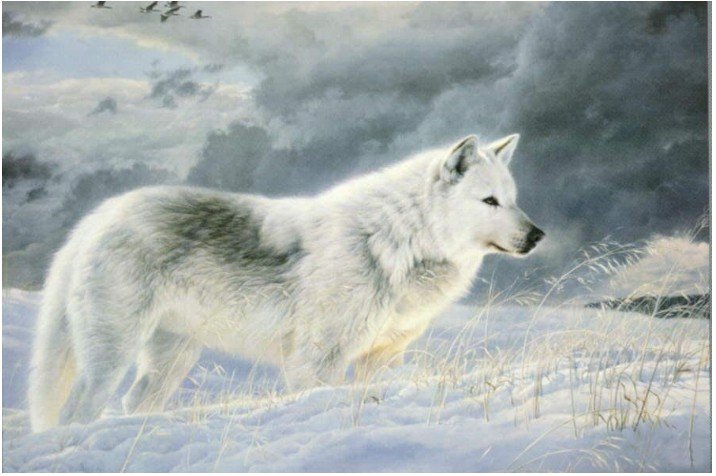 SnowWolf Subject Gray Cloud Unframed Animal Oil Paintings