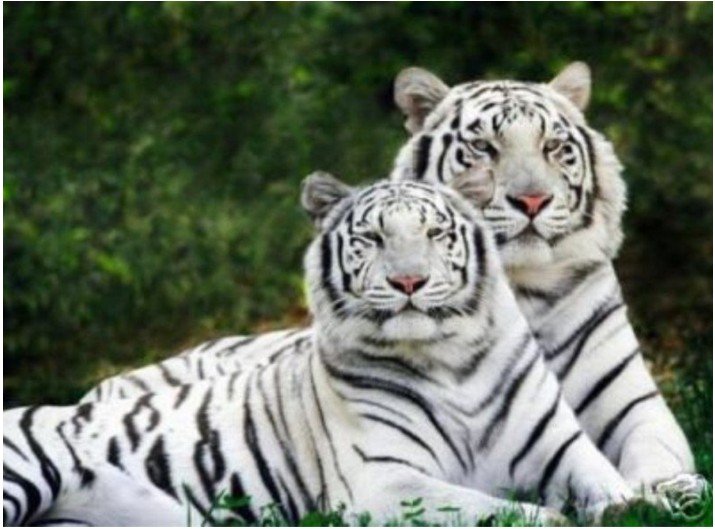 Two White Tigers Green Background Frameless Animal Oil Paintings