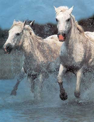 Water Background With White Horses Canvas Animal Oil Paintings
