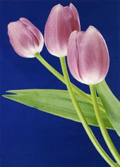 Blue Background With Lotus Canvas Still Life Oil Paintings