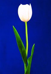 White Lily Dark Blue Background Canvas Still Life Oil Paintings