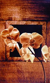 Morning Glory Canvas Dark Red Still Life Oil Paintings