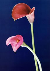 Two Buds Blue Background Canvas Still Life Oil Paintings